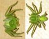 Micrommata virescens